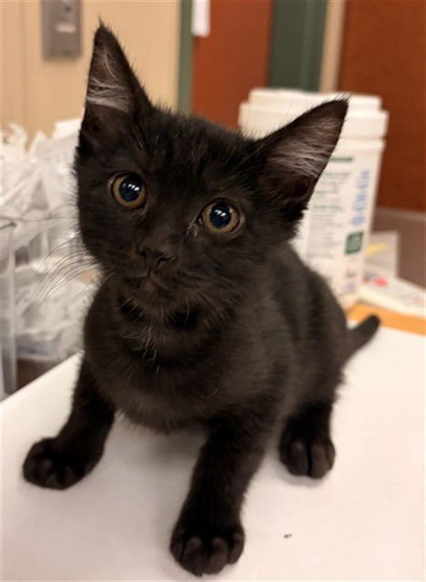 UNIQUA - Domestic Short Hair available for adoption