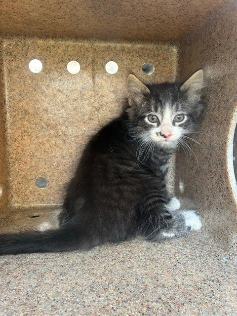 CULINARY 7 - Domestic Short Hair available for adoption