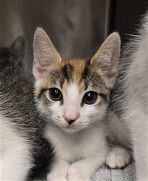 NIYA - Domestic Short Hair available for adoption