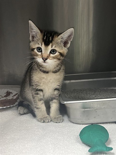 FLAREON - Domestic Short Hair available for adoption