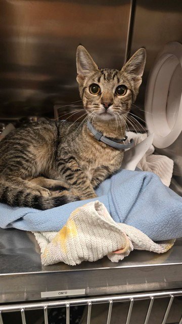AVERY - Domestic Short Hair available for adoption