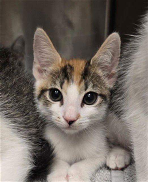 COOKIE - Domestic Short Hair available for adoption