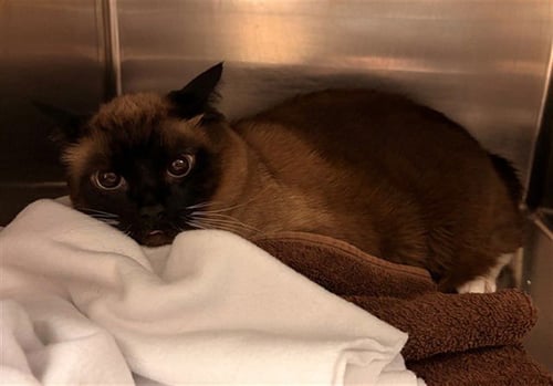 SAM - Domestic Short Hair available for adoption