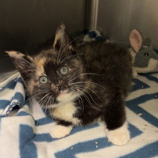 CALI - Domestic Short Hair available for adoption