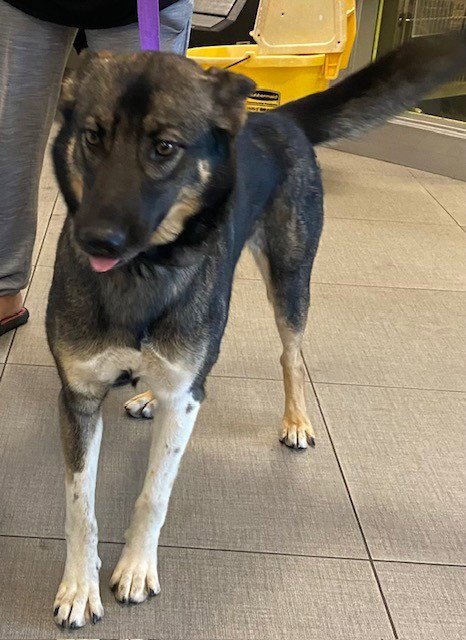 SALLY - German Shepherd Dog available for adoption