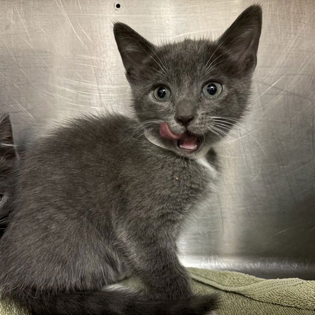 CUDDLES - Domestic Medium Hair available for adoption