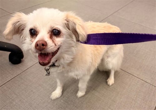 UNKNOWN - Papillon / Chihuahua available for adoption