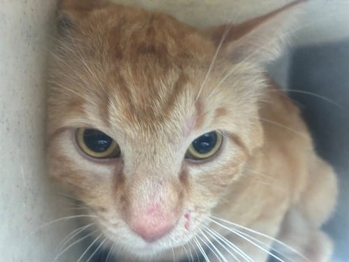 HELLMAN 7 - Domestic Short Hair available for adoption