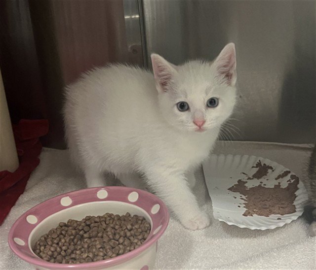 JOLTEON - LF SHAVE Image