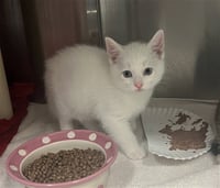 JOLTEON - LF SHAVE - Photo 1