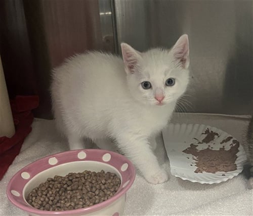 JOLTEON - LF SHAVE - Domestic Short Hair available for adoption