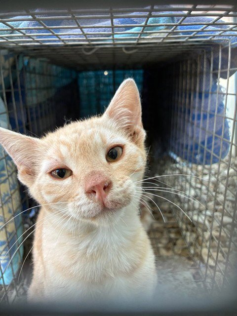 FOOTHILL 7 - Domestic Short Hair available for adoption