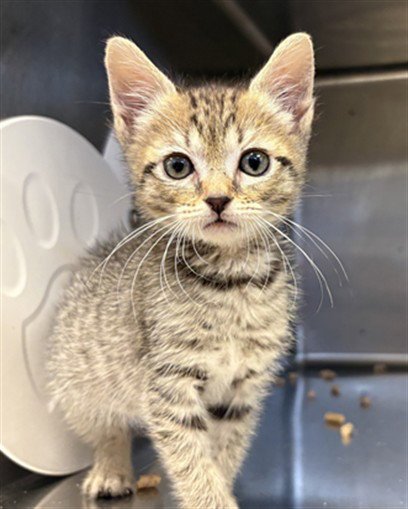 PIOJO - Domestic Short Hair available for adoption