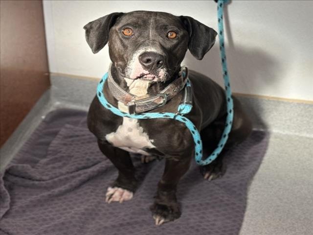 GUS - Pit Bull Terrier available for adoption
