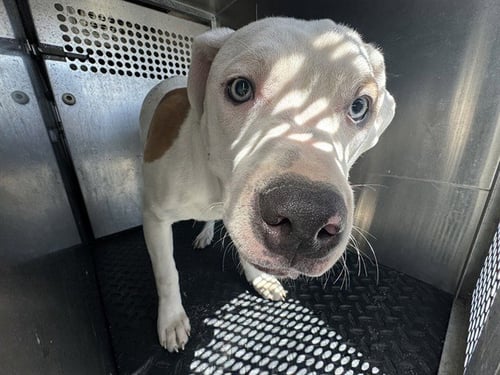 MR. WORLDWIDE - Pit Bull Terrier available for adoption