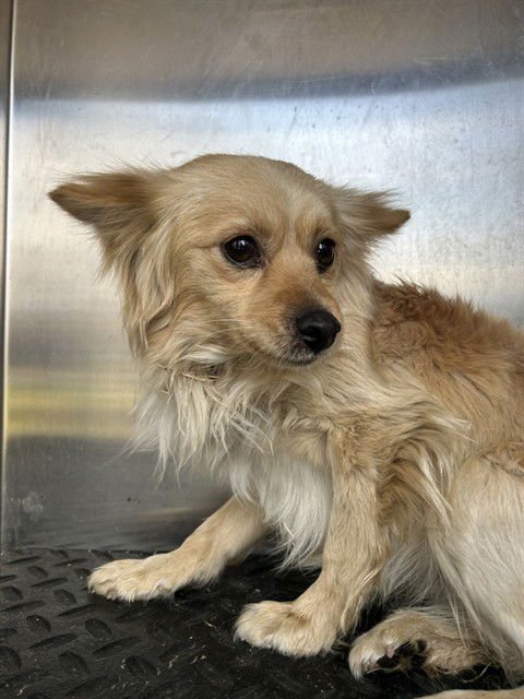 WYATT - Chihuahua available for adoption