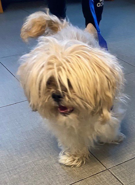 BLOSSOM - Shih Tzu available for adoption