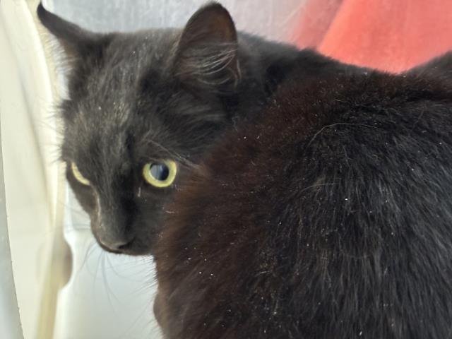 ARROW 2 - Domestic Short Hair available for adoption