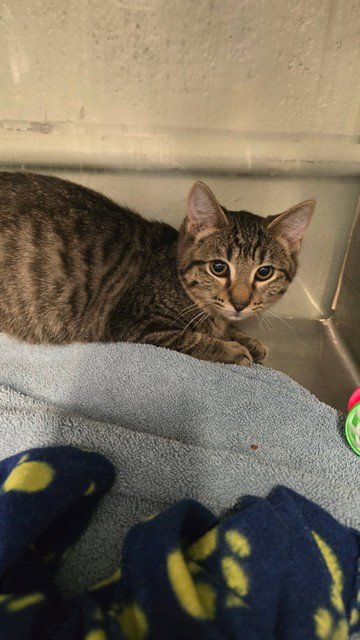 BEDELIA - Domestic Short Hair available for adoption