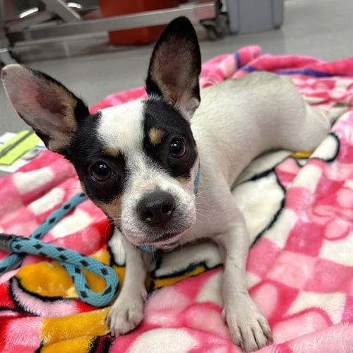 CHICKLET - Chihuahua available for adoption