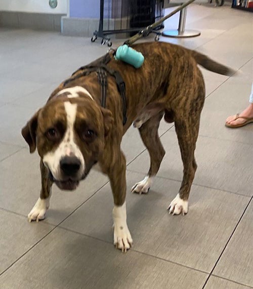 UNKNOWN - Pit Bull Terrier available for adoption