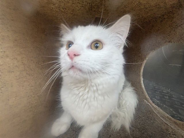 SAUTERNE 6 - Domestic Short Hair available for adoption