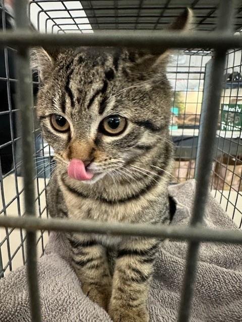 QUINTIN - Domestic Short Hair available for adoption