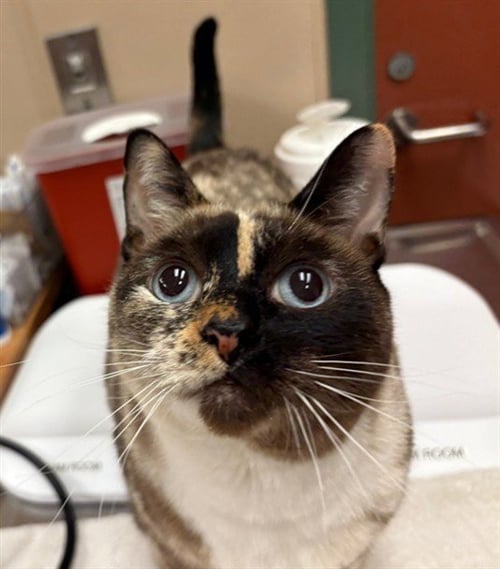 CASSIE - Domestic Short Hair available for adoption