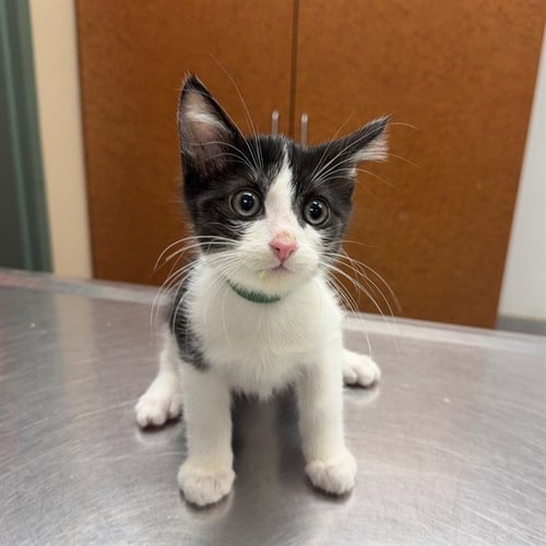 LIEUTENANT - Domestic Short Hair available for adoption