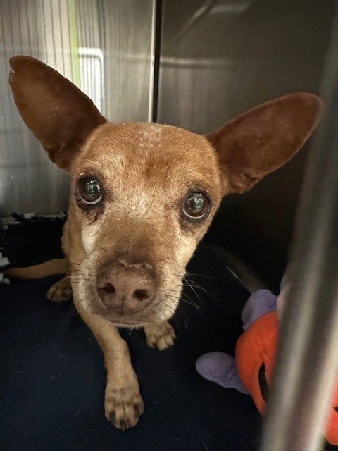 PIP - Chihuahua available for adoption