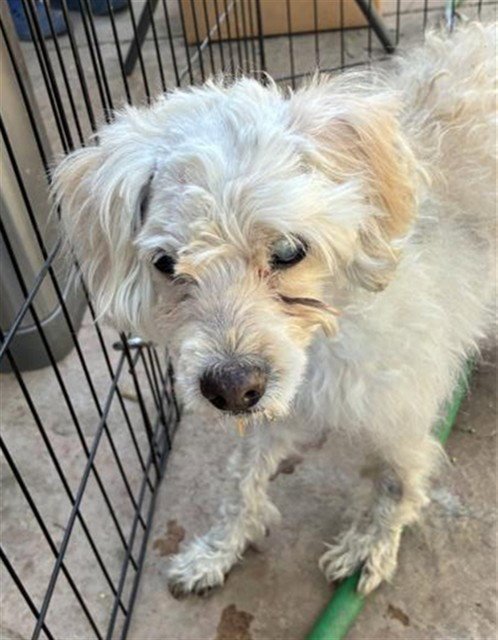 A781516 - Maltese available for adoption