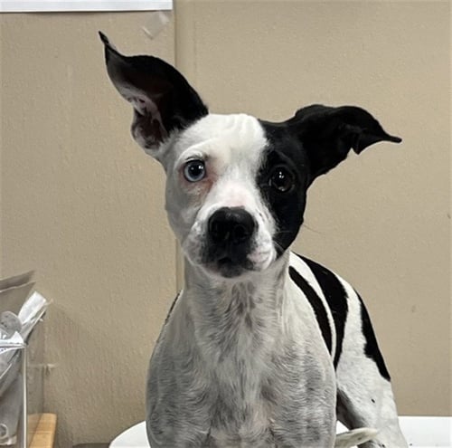 STARR - Chihuahua available for adoption
