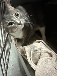 BELLA - Photo 1