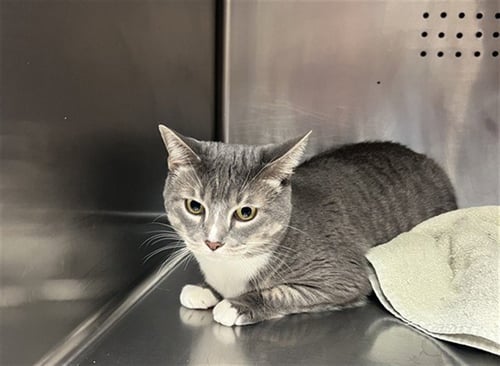 BELLA - Domestic Short Hair available for adoption