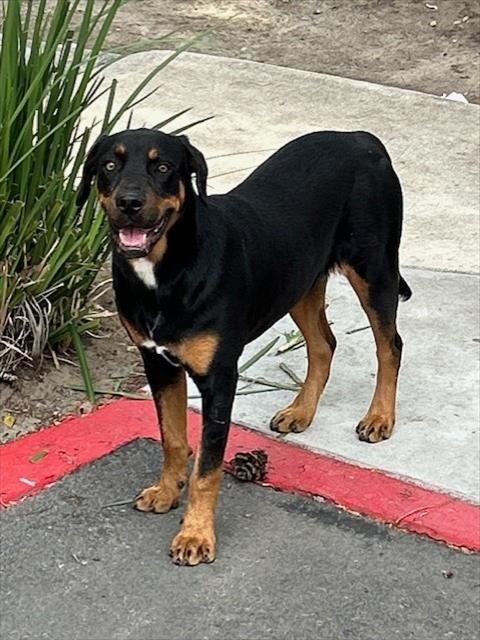 XENA - Rottweiler available for adoption