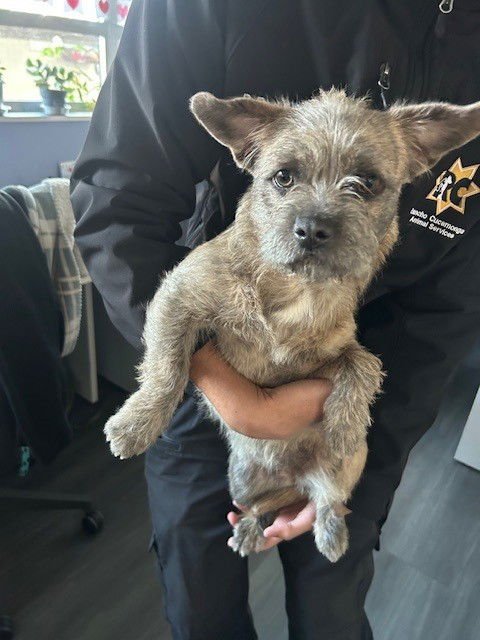 PIPPA - Border Terrier available for adoption