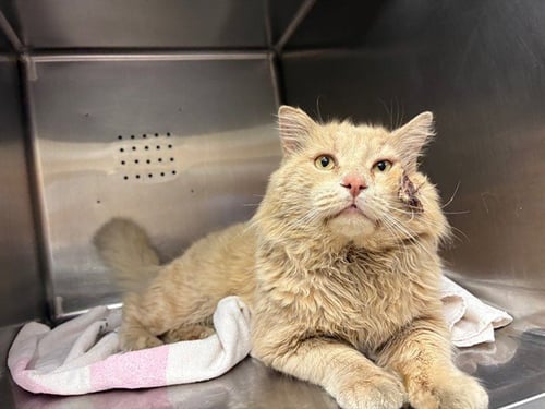 HAYMITCH - Domestic Short Hair available for adoption