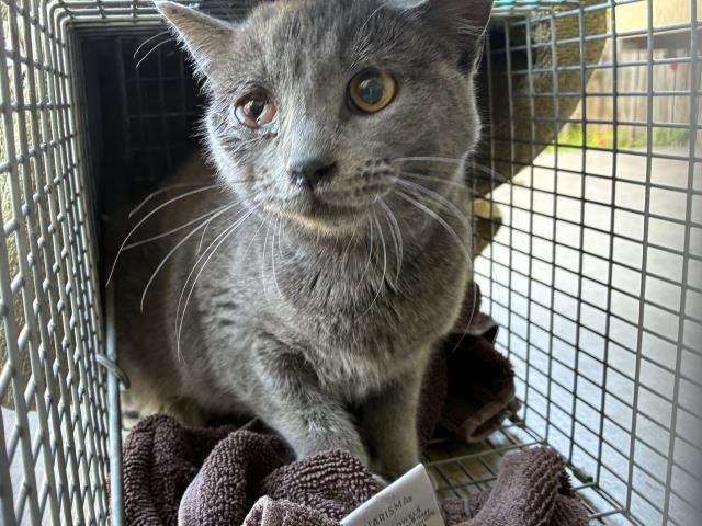 AZURITE 1 - Domestic Short Hair available for adoption