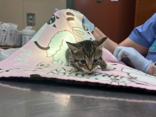 SESAME SEED - Domestic Short Hair available for adoption