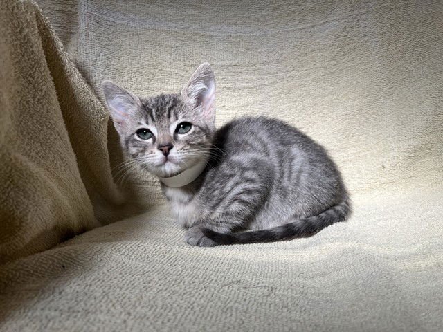 SCARLETT - Domestic Short Hair available for adoption