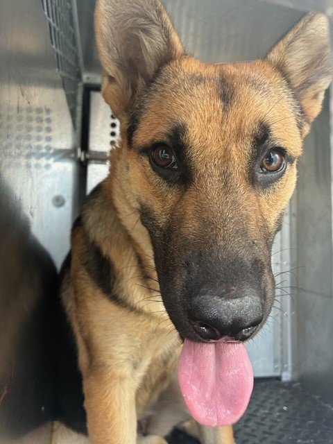A780193 - German Shepherd Dog available for adoption