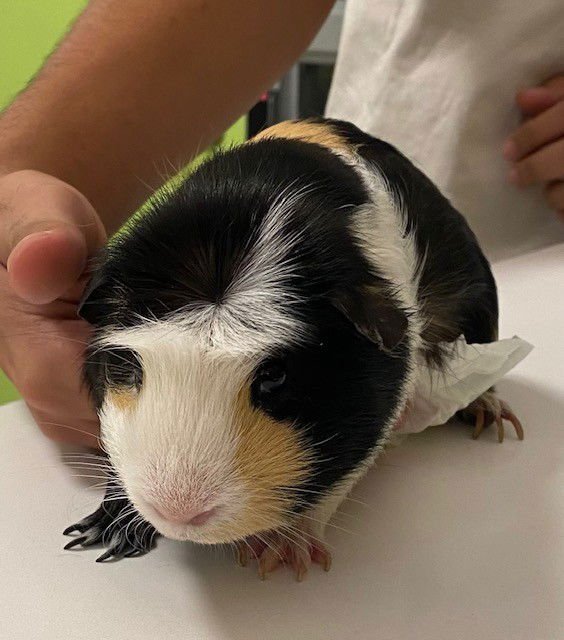 MAXI - Guinea Pig available for adoption