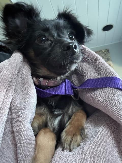 A777928 - Chihuahua available for adoption