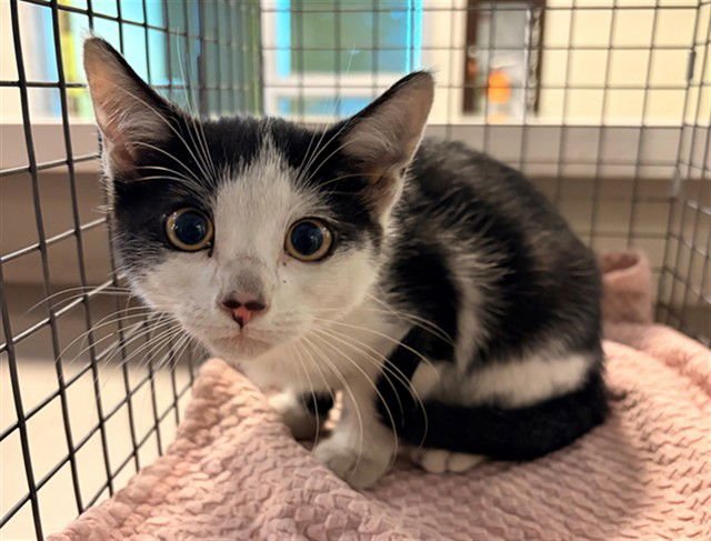 ZACK - Domestic Short Hair available for adoption