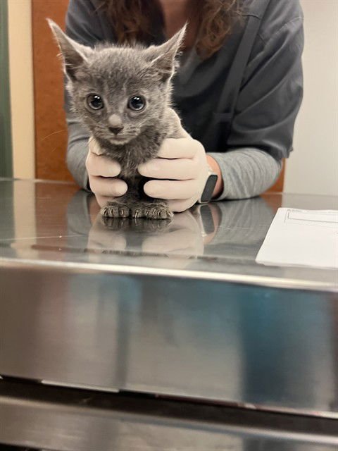 T-BOZ - Domestic Short Hair available for adoption