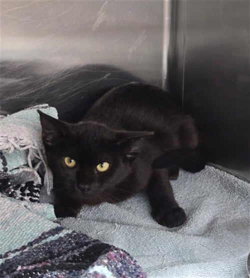 MAVIS - Domestic Medium Hair available for adoption
