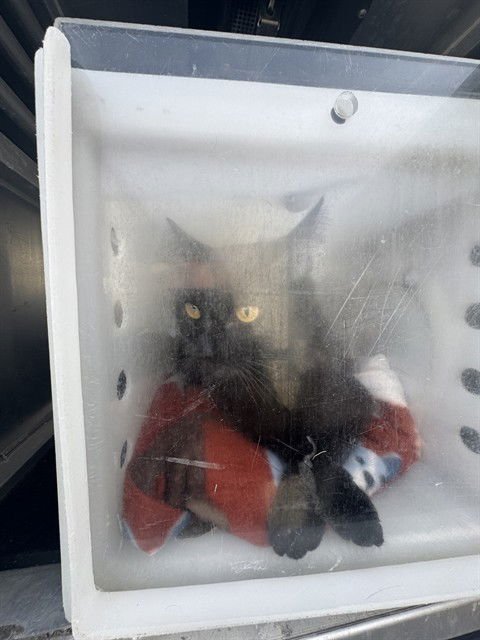 ETIWANDA 1 - Domestic Short Hair available for adoption