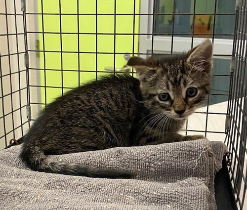 UNKNOWN - Domestic Short Hair available for adoption
