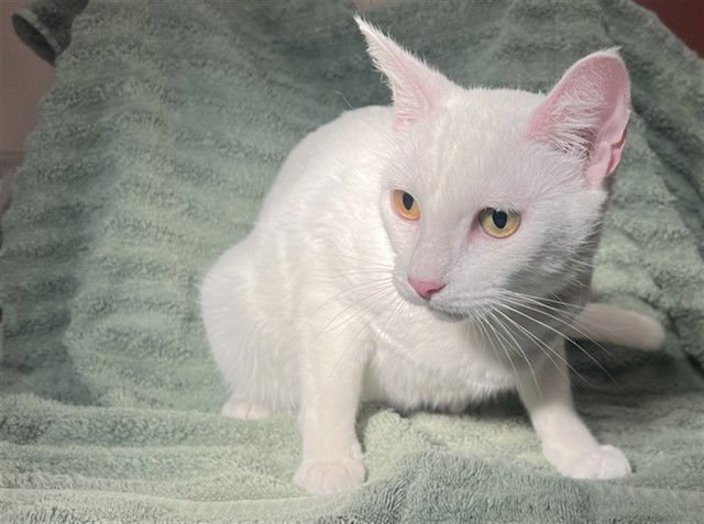 AURA - Domestic Short Hair available for adoption