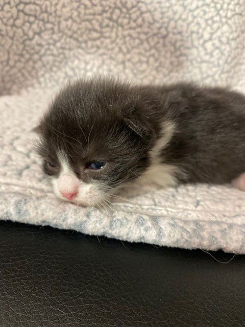 B&W MALE - Domestic Short Hair available for adoption